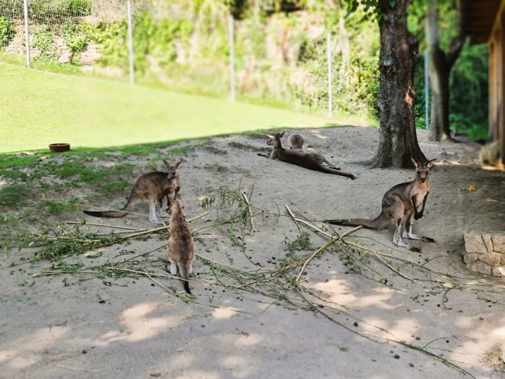 Prague: Prague Zoo Audio Guide with E-Ticket | ®ExcursionMania - Image 6