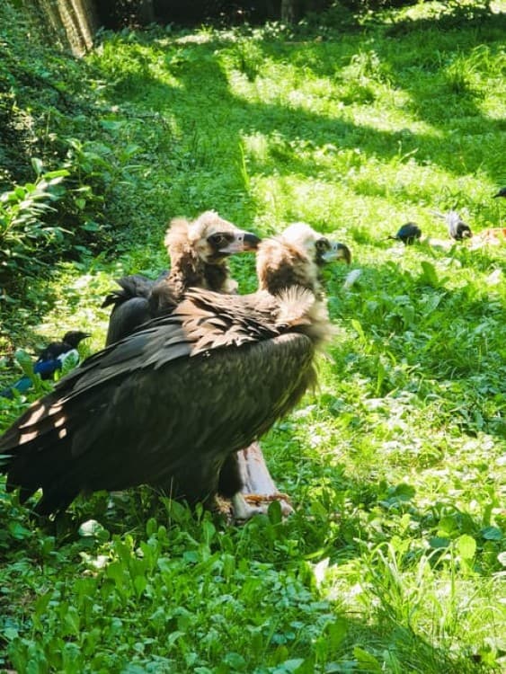 Prague: Prague Zoo Audio Guide with E-Ticket | ®ExcursionMania - Image 8