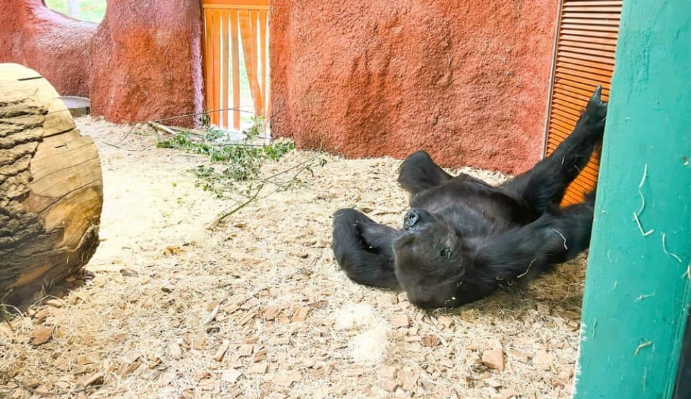 Prague: Prague Zoo Audio Guide with E-Ticket | ®ExcursionMania - Image 10