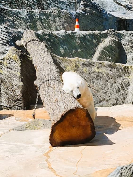 Prague: Prague Zoo Audio Guide with E-Ticket | ®ExcursionMania - Image 4