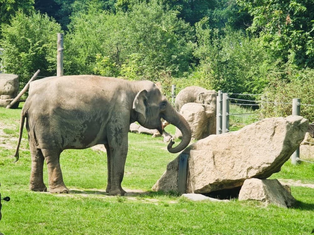 Prague: Prague Zoo Audio Guide with E-Ticket | ®ExcursionMania - Image 12