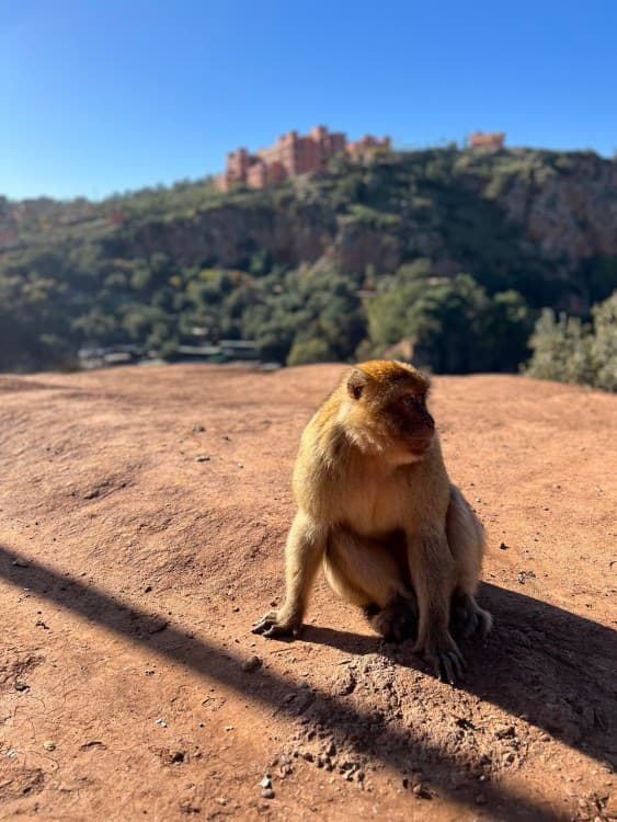 From Marrakech: Ouzoud Waterfall & Middle Atlas Mountain Full-Day Tour | ®ExcursionMania - Image 4