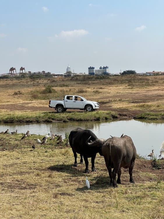 Half-Day Nairobi National Park Safari from Nairobi with Free Pickup | ®ExcursionMania - Image 2