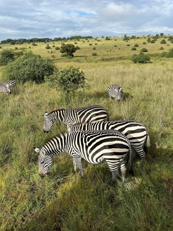 Half-Day Nairobi National Park Safari from Nairobi with Free Pickup | ®ExcursionMania - Image 3