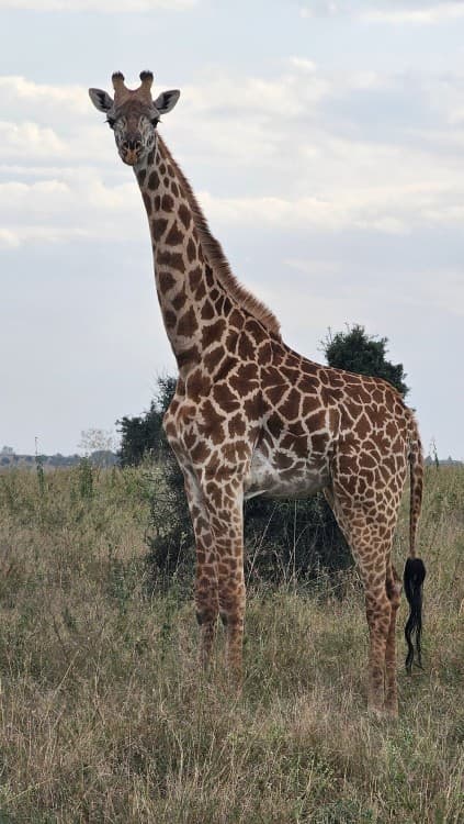 Half-Day Nairobi National Park Safari from Nairobi with Free Pickup | ®ExcursionMania - Image 6