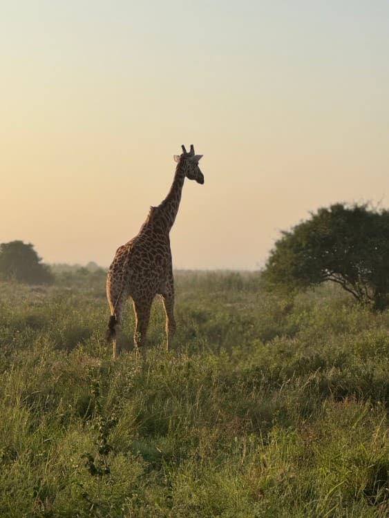 Half-Day Nairobi National Park Safari from Nairobi with Free Pickup | ®ExcursionMania - Image 11