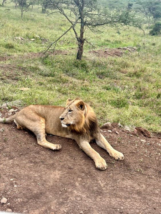 Half-Day Nairobi National Park Safari from Nairobi with Free Pickup | ®ExcursionMania - Image 9