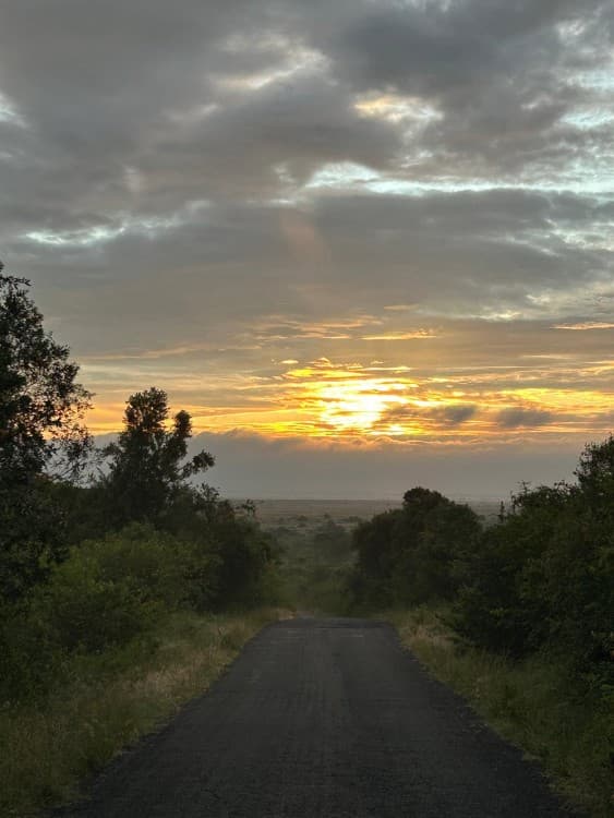 Half-Day Nairobi National Park Safari from Nairobi with Free Pickup | ®ExcursionMania - Image 10