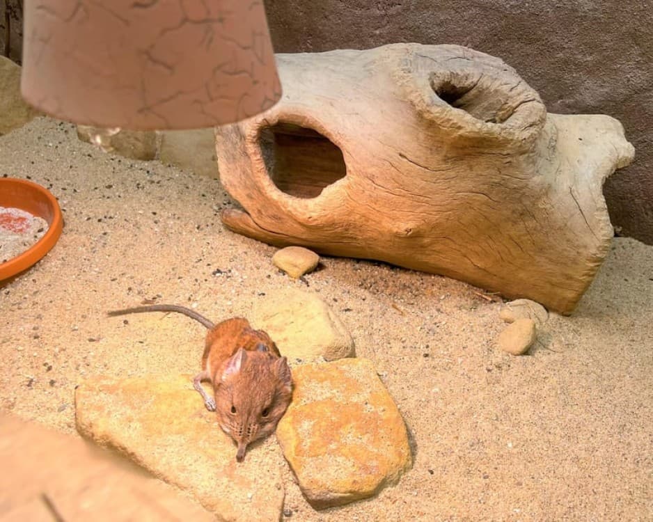 Prague Zoo Online Audio Guide No ticket | ®ExcursionMania - Image 4