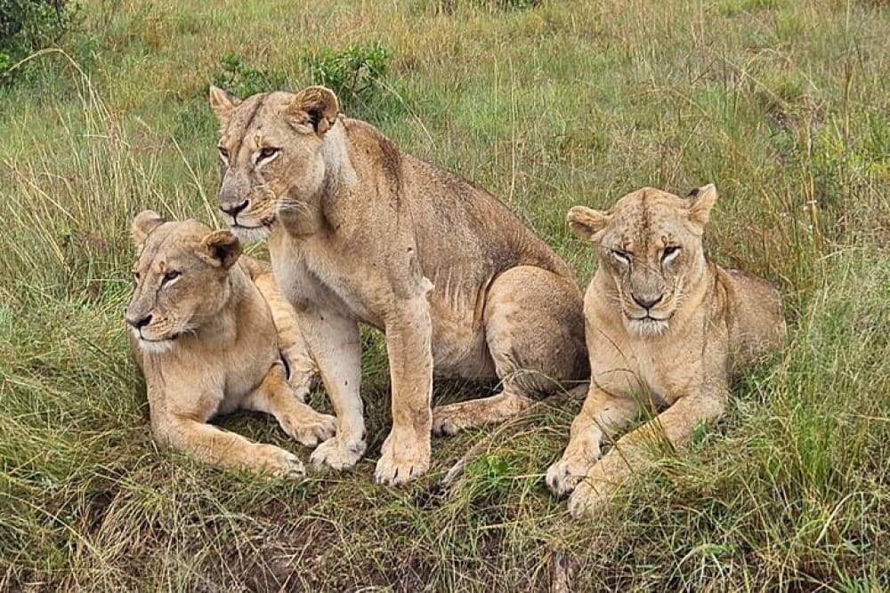Amboseli National Park Day Trip With Masai Village Visit Tour | ®ExcursionMania - Image 4