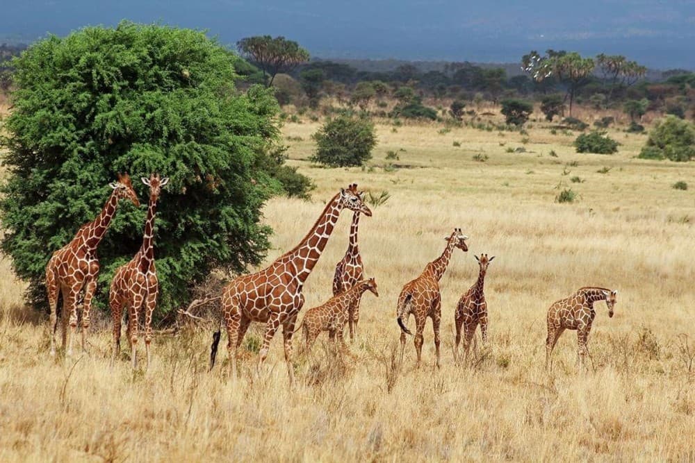 Amboseli National Park Day Trip With Masai Village Visit Tour | ®ExcursionMania - Image 7