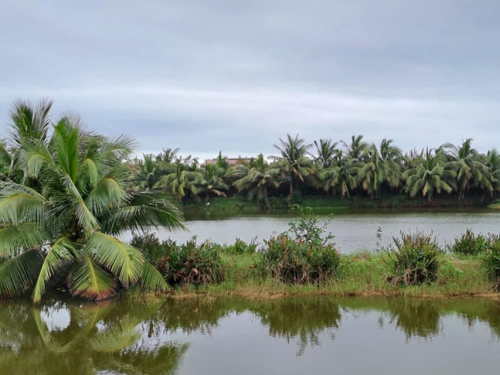 Hoi An Countryside - Buffalo Riding - Basket Boat Rowing | ®ExcursionMania - Image 1