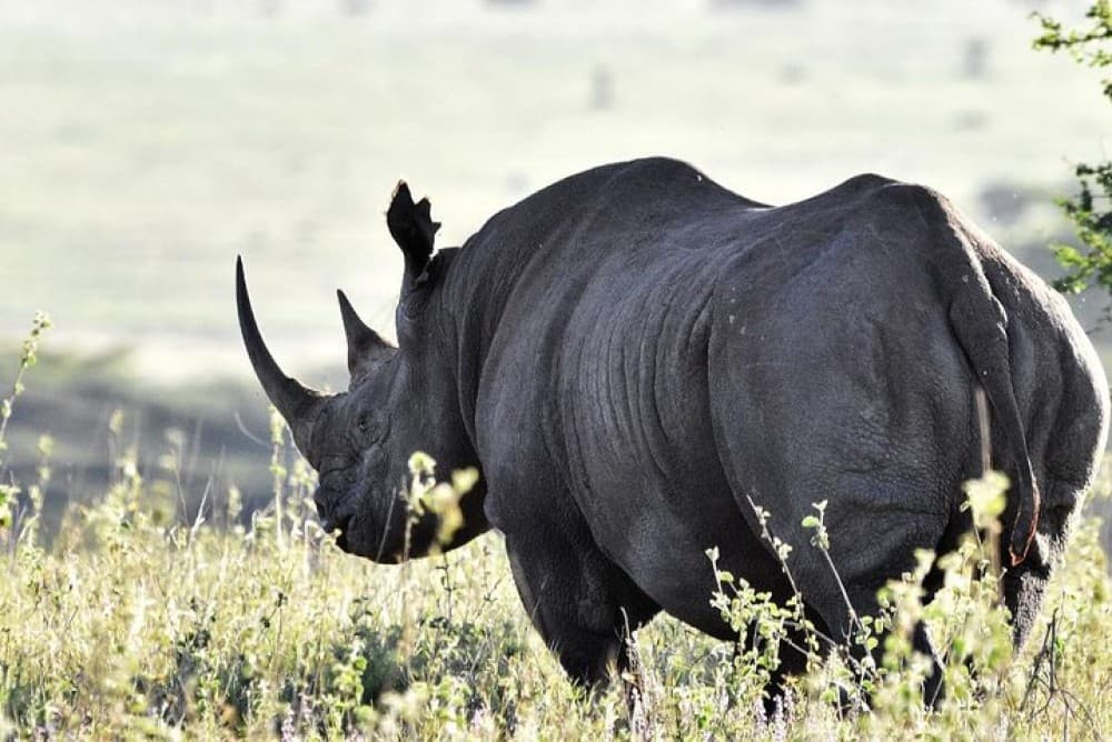 Nairobi National Park, Baby Elephant Orphanage and Giraffe Center | ®ExcursionMania - Image 2