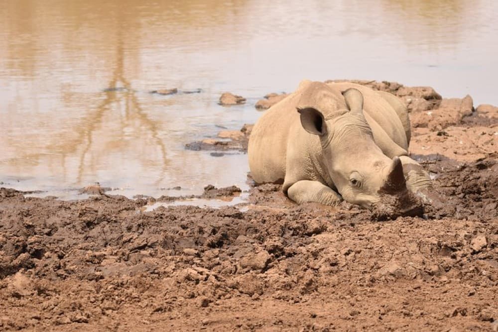 Nairobi National Park, Baby Elephant Orphanage and Giraffe Center | ®ExcursionMania - Image 3