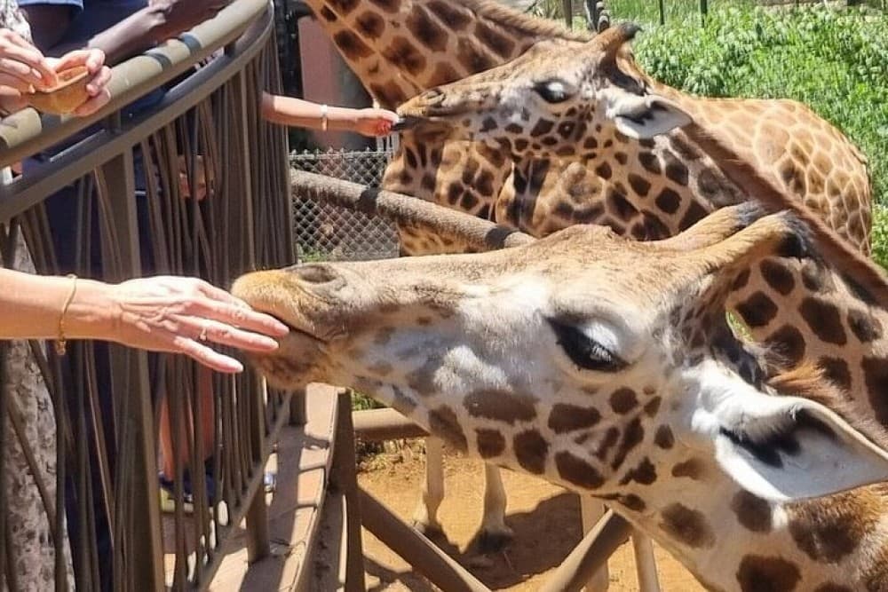 Nairobi National Park, Baby Elephant Orphanage and Giraffe Center | ®ExcursionMania - Image 4