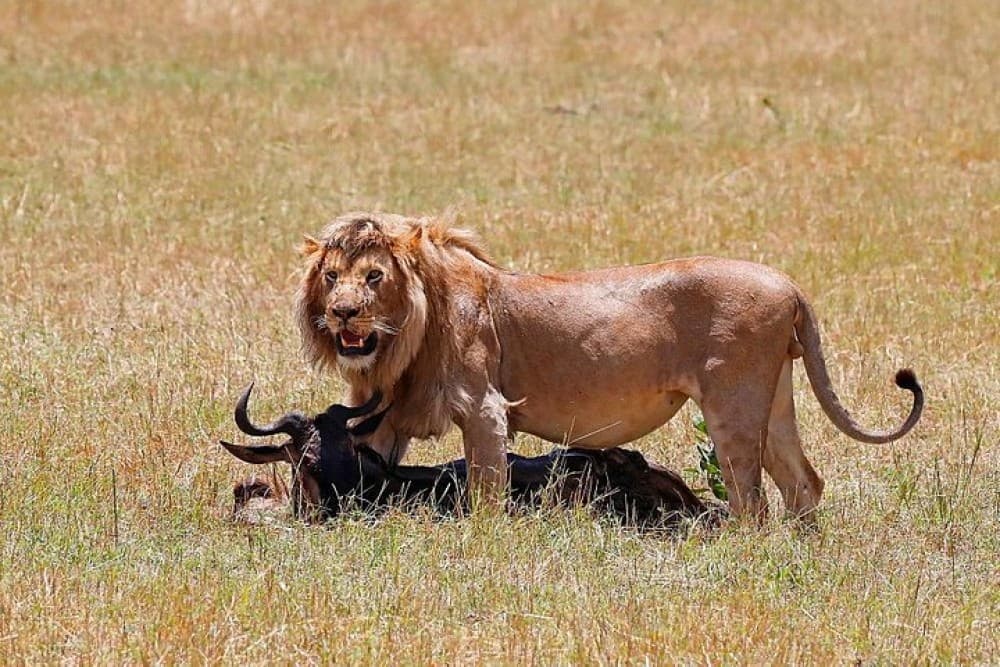 Nairobi National Park, Baby Elephant Orphanage and Giraffe Center | ®ExcursionMania - Image 6