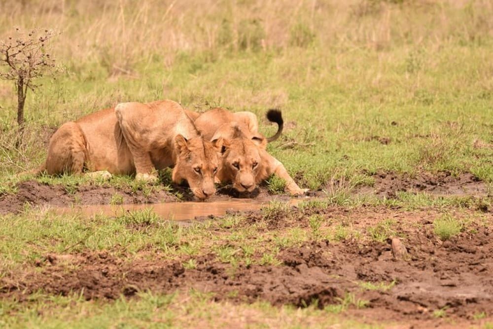Nairobi National Park, Baby Elephant Orphanage and Giraffe Center | ®ExcursionMania - Image 7