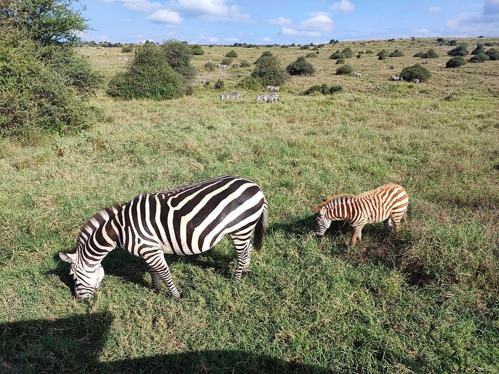 Nairobi National Park, Baby Elephant Orphanage and Giraffe Center | ®ExcursionMania - Image 8