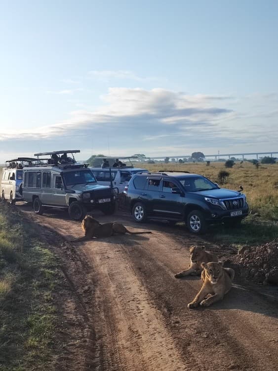 Nairobi National Park, Baby Elephant Orphanage and Giraffe Center | ®ExcursionMania - Image 9