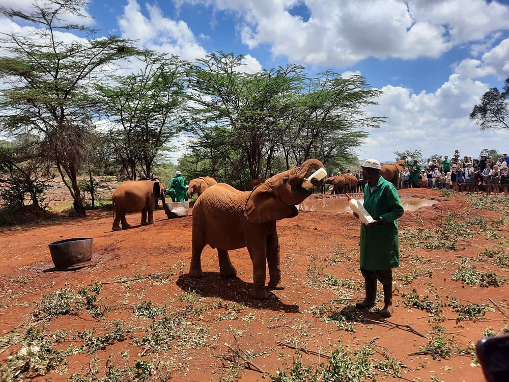 Nairobi National Park, Elephant Orphanage, Giraffe Centre Tour | ®ExcursionMania - Image 2