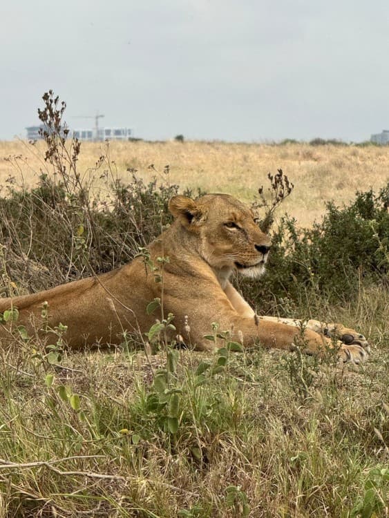 Nairobi National Park, Elephant Orphanage, Giraffe Centre Tour | ®ExcursionMania - Image 5