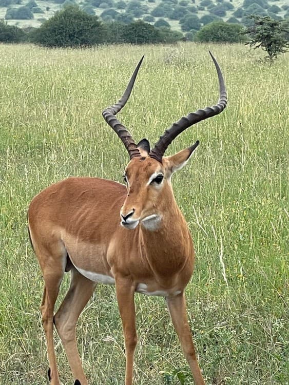 Nairobi National Park, Elephant Orphanage, Giraffe Centre Tour | ®ExcursionMania - Image 7