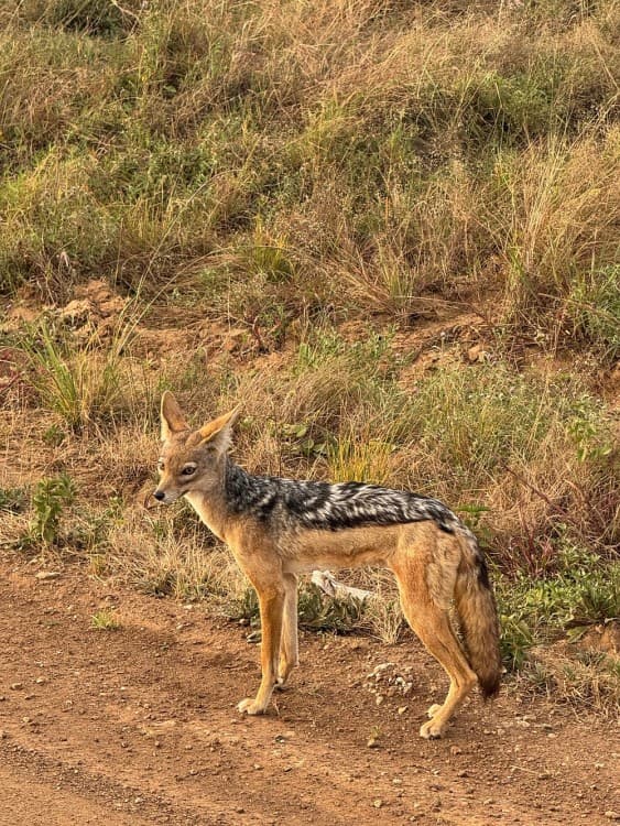Nairobi National Park, Elephant Orphanage, Giraffe Centre Tour | ®ExcursionMania - Image 6