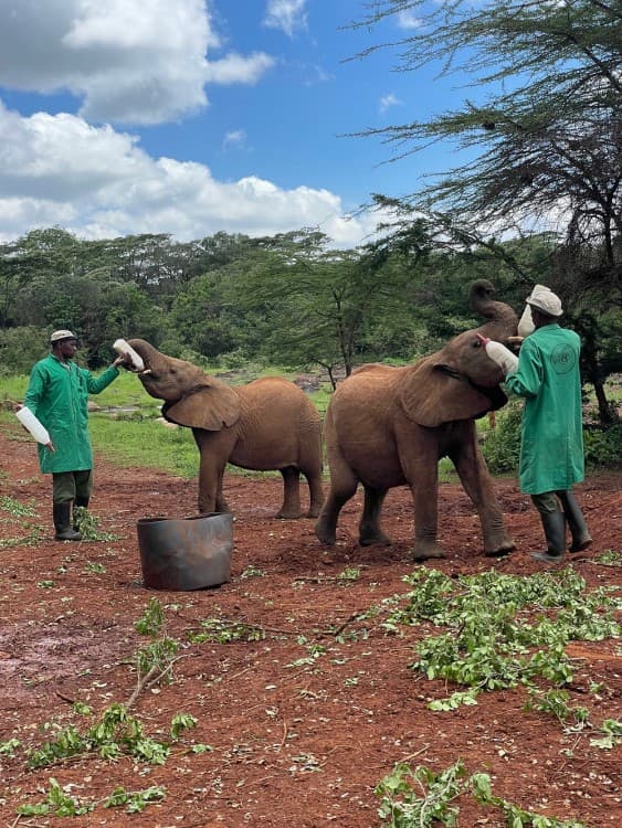 Nairobi National Park, Elephant Orphanage, Giraffe Centre Tour | ®ExcursionMania - Image 9
