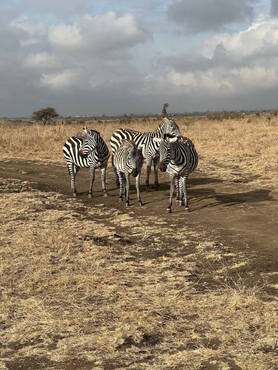 Nairobi National Park, Elephant Orphanage, Giraffe Centre Tour | ®ExcursionMania - Image 10