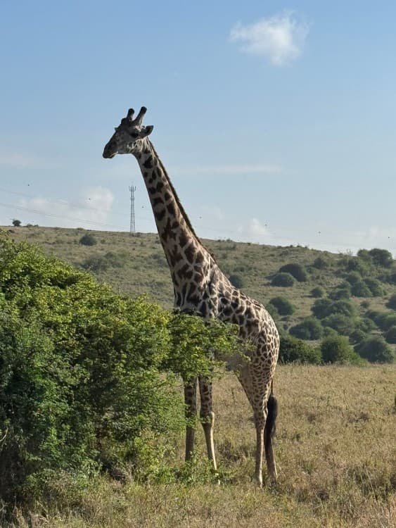 Nairobi National Park, Elephant Orphanage, Giraffe Centre Tour | ®ExcursionMania - Image 11