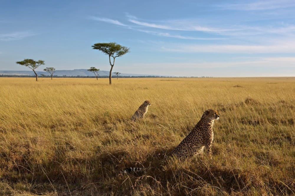 3 Days 2 Nights Masai Mara Joining Safari From Nairobi | ®ExcursionMania - Image 6