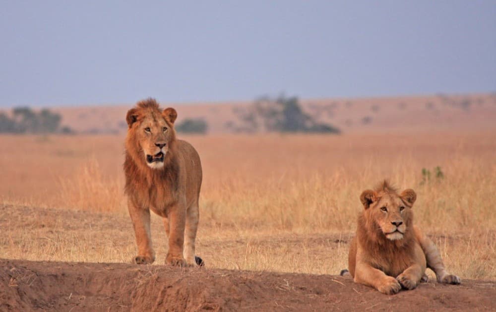 3 Days 2 Nights Masai Mara Joining Safari From Nairobi | ®ExcursionMania - Image 1