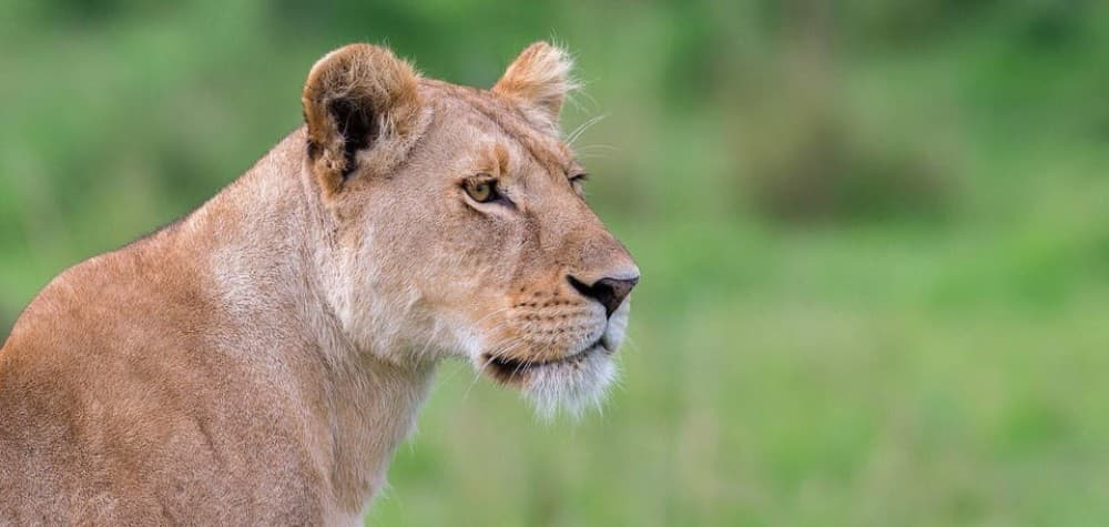 3 Days Masai Mara Camping | ®ExcursionMania - Image 2