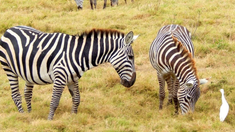 3 Days Masai Mara Camping | ®ExcursionMania - Image 5