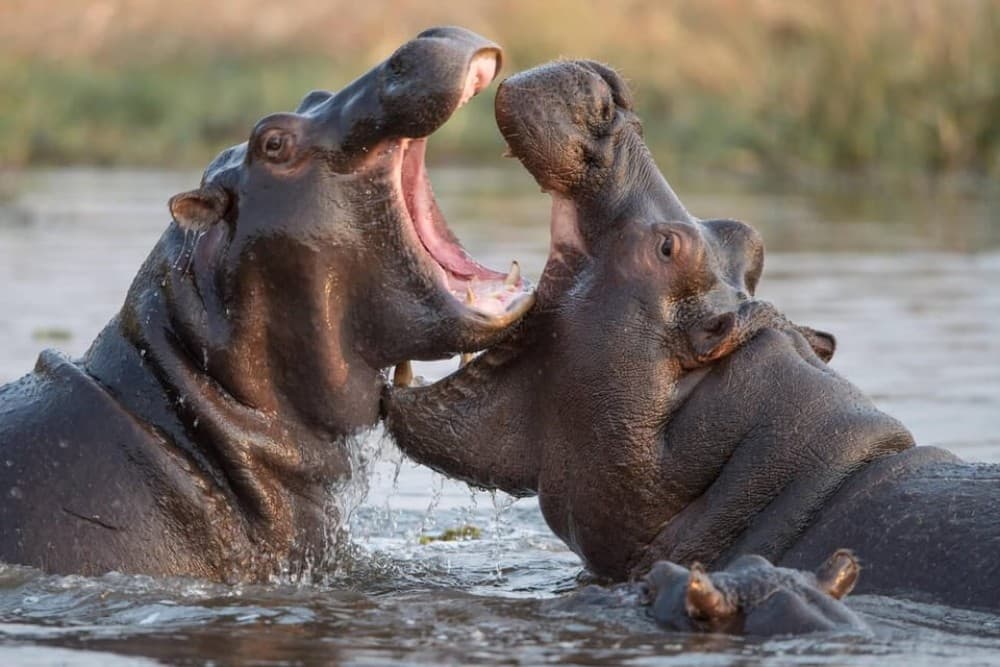From Nairobi: Mt Longonot Hiking Day Tour | ®ExcursionMania - Image 5