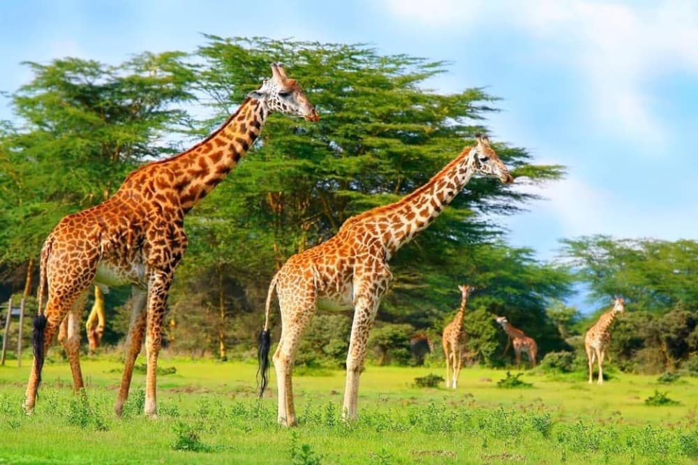 From Nairobi: Mt Longonot Hiking Day Tour | ®ExcursionMania - Image 6