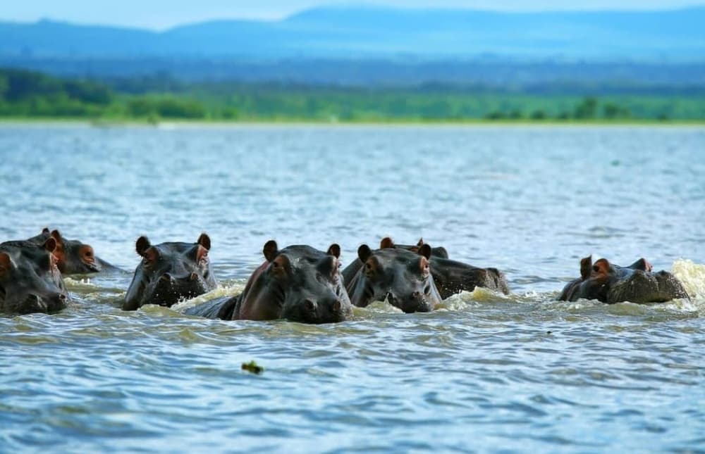From Nairobi: Mt Longonot Hiking Day Tour | ®ExcursionMania - Image 9