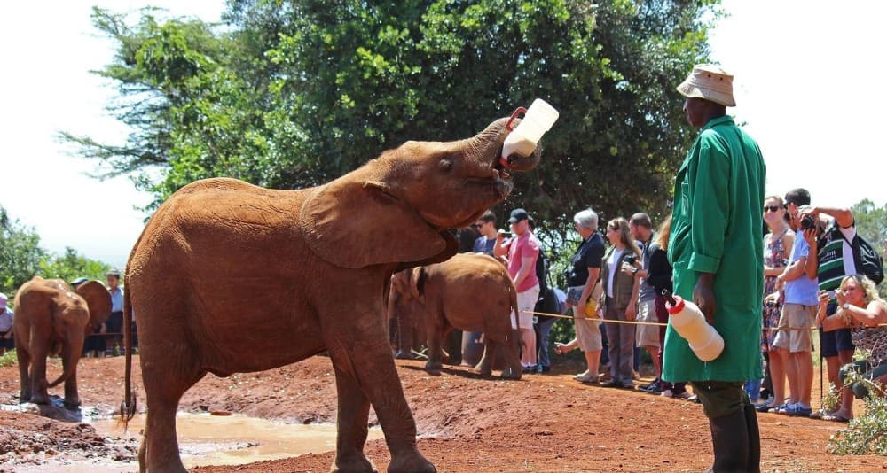 Half Day Elephant Orphanage & Giraffe Center Kobe Beads With Fees | ®ExcursionMania - Image 3