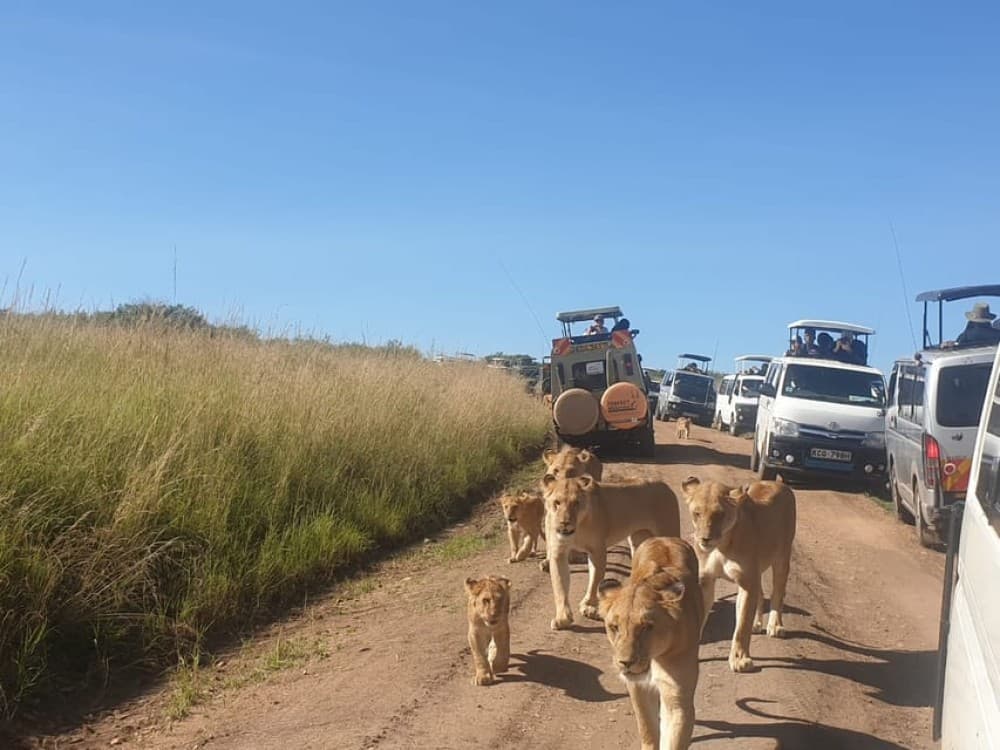 5 Days Amboseli, Lake Nakuru and Masai Mara Safari