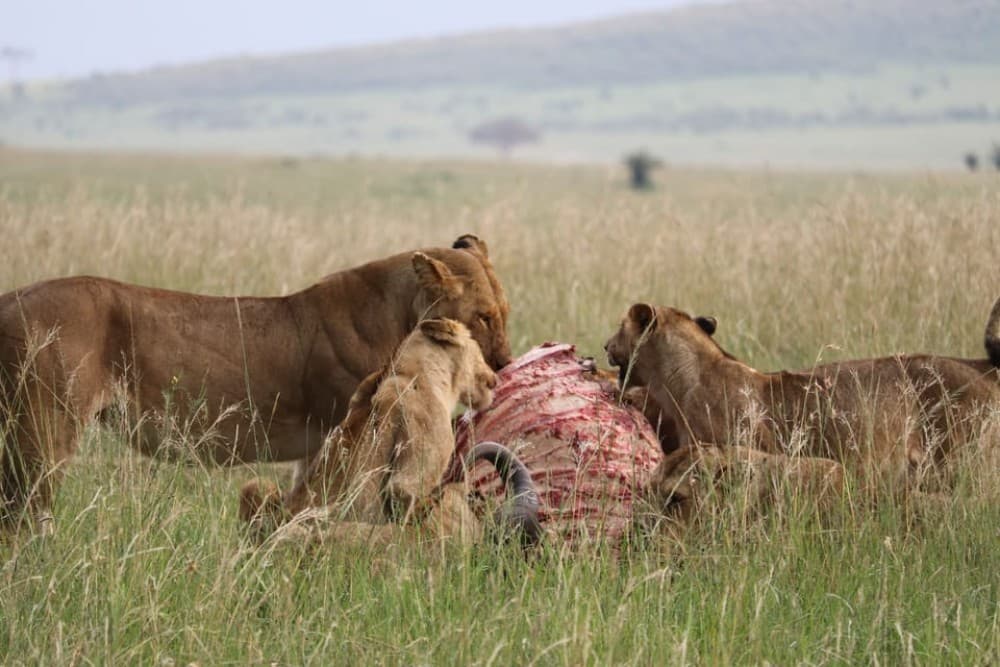 5 Days Amboseli, Lake Nakuru and Masai Mara Safari | ®ExcursionMania - Image 5