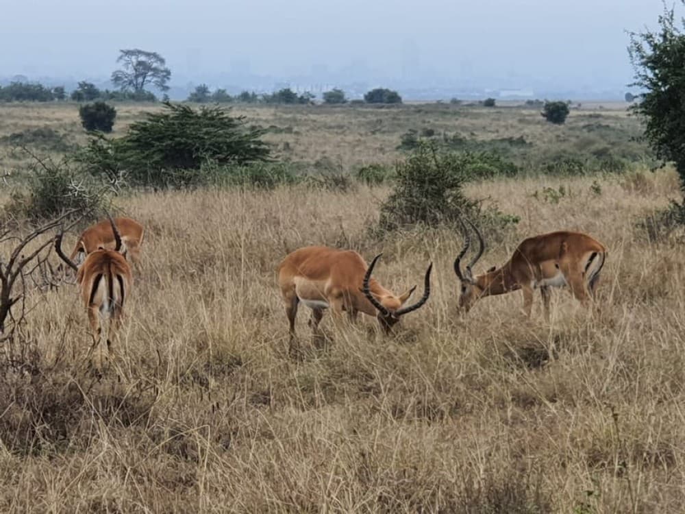 5 Days Amboseli, Lake Nakuru and Masai Mara Safari | ®ExcursionMania - Image 8