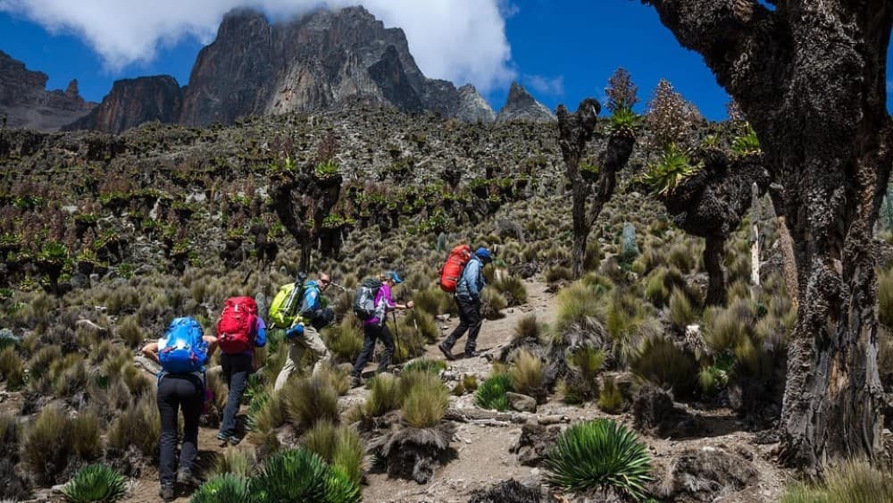 Mt Kenya: Full-day hiking tour from Nairobi | ®ExcursionMania - Image 6