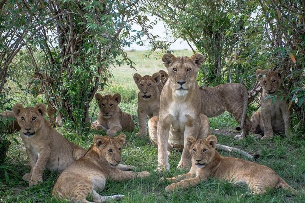 5 Days Masai Mara, Lake Naivasha, Lake Nakuru Safari | ®ExcursionMania - Image 4