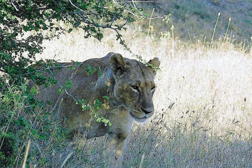 5 Days Masai Mara, Lake Naivasha, Lake Nakuru Safari | ®ExcursionMania - Image 5