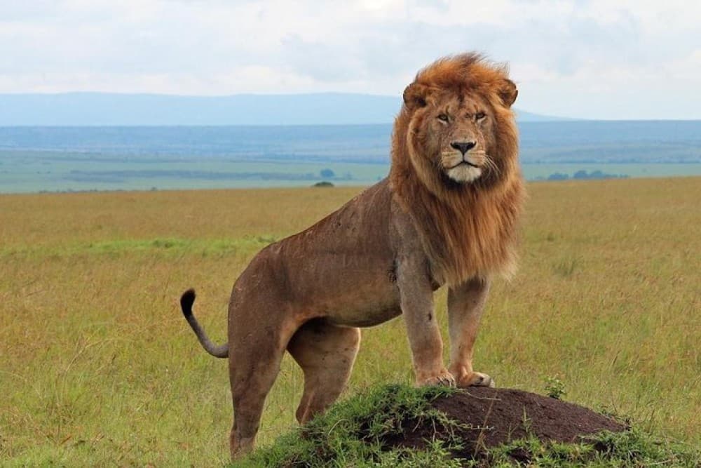 5 Days Masai Mara, Lake Naivasha, Lake Nakuru Safari | ®ExcursionMania - Image 7