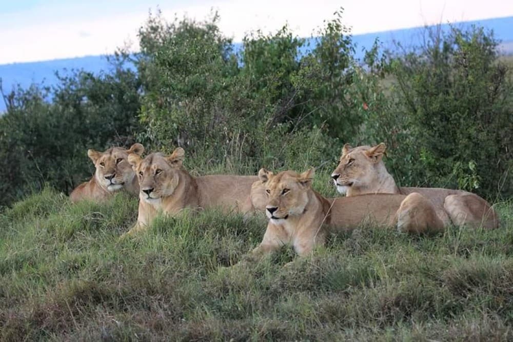 5 Days Masai Mara, Lake Naivasha, Lake Nakuru Safari | ®ExcursionMania - Image 10