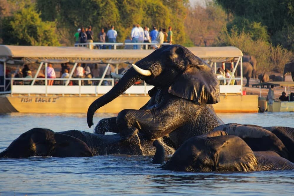 Victoria Falls: Chobe National Park Day Trip with Lunch | ®ExcursionMania - Image 3