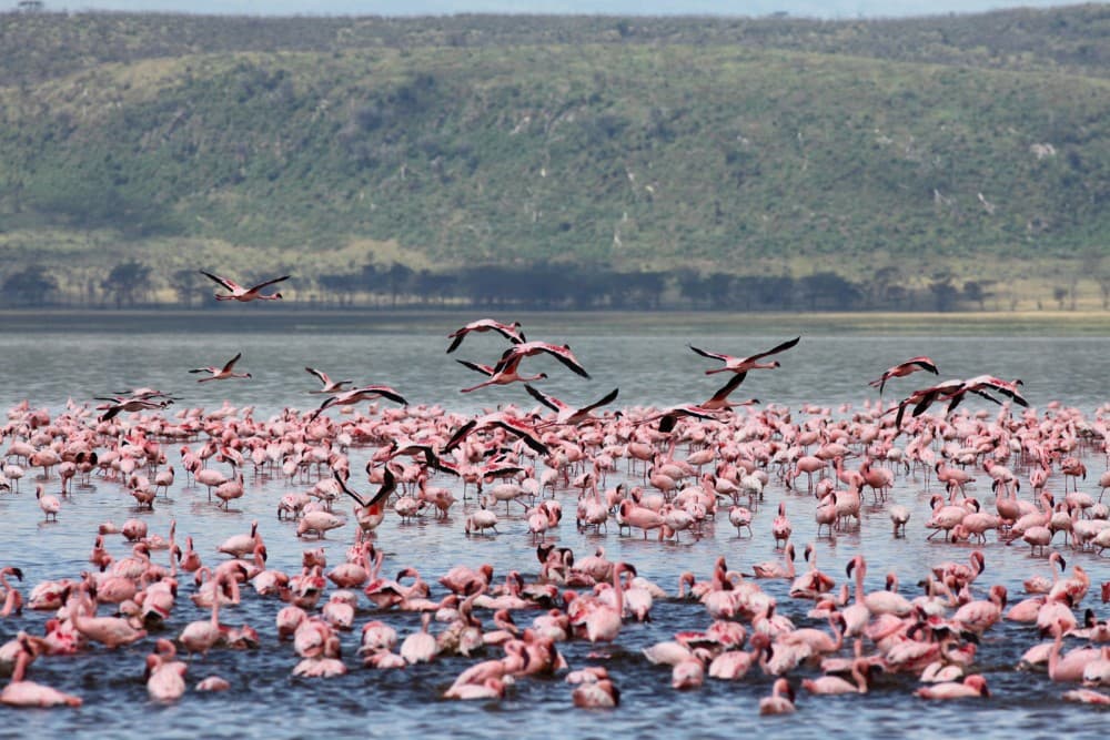 Lake Nakuru National Park: Day Trip from Nairobi | ®ExcursionMania - Image 4
