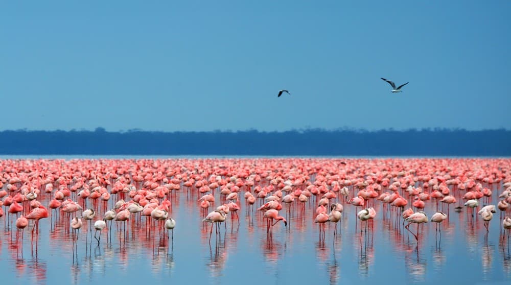 Lake Nakuru National Park: Day Trip from Nairobi | ®ExcursionMania - Image 2