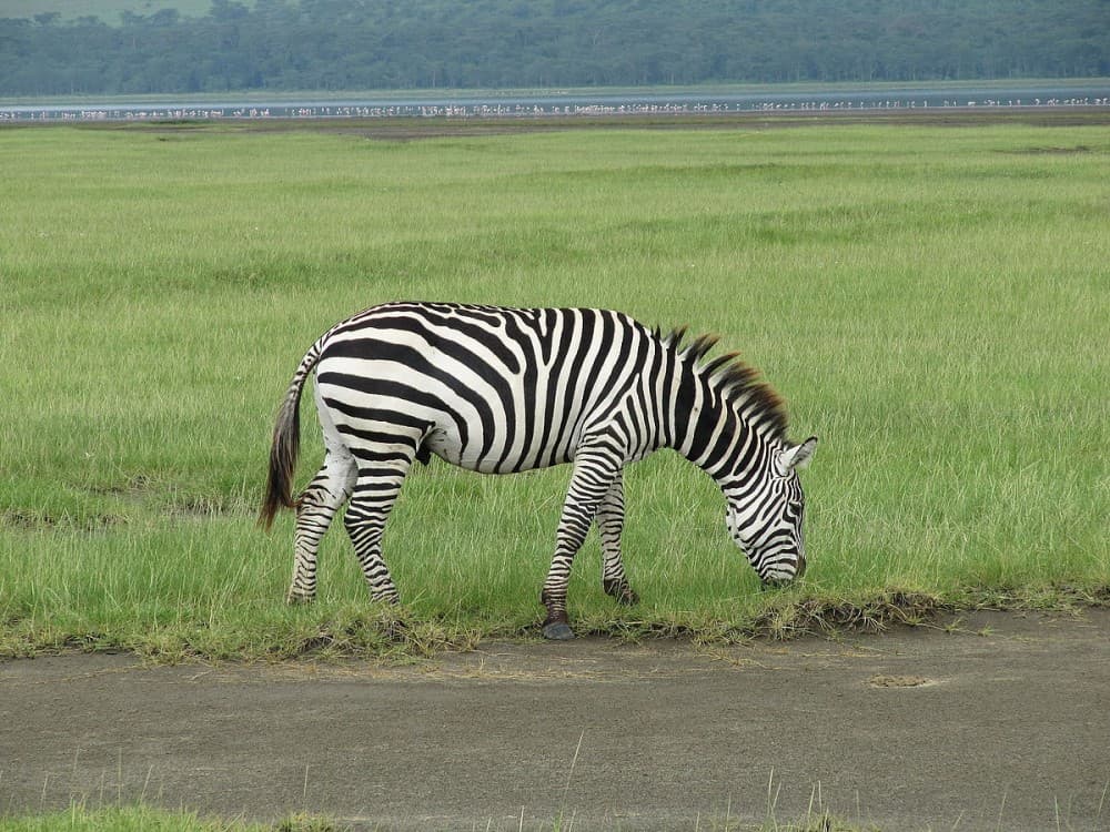 Lake Nakuru National Park: Day Trip from Nairobi | ®ExcursionMania - Image 5